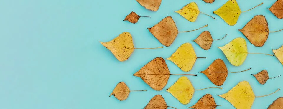 Pattern of fall yellow and dry leaves, abstract autumn background Stock Photos