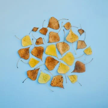 Pattern of fall yellow and dry leaves, abstract autumn background 库存照片