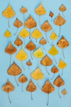 Pattern of fall yellow and dry leaves, abstract autumn background Stock Photos