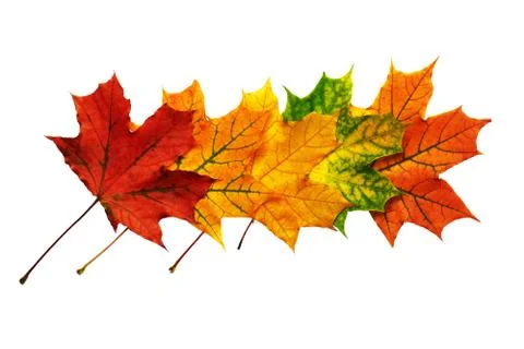 Pattern of fallen maple leaves isolated on white Stock Photos