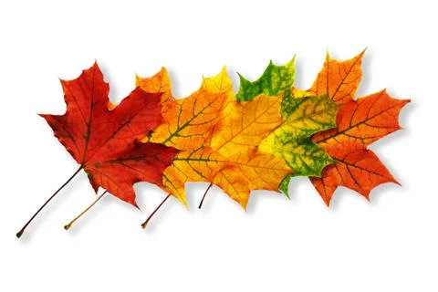 Pattern of fallen maple leaves isolated on white with shadows Stock Photos