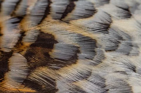 Pattern on feathers of birds Foto stock