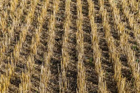 Pattern of field after harvest Stock Photos
