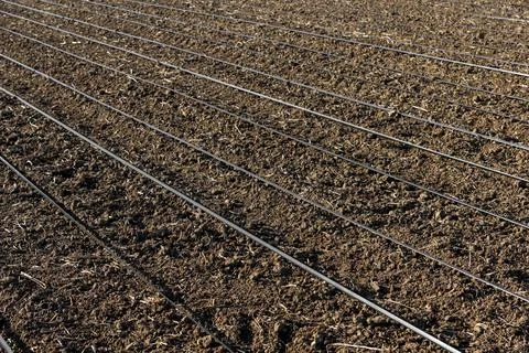 Pattern of a field cultivated in spring Stock Photos