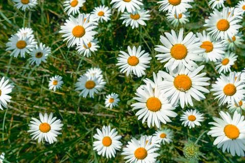 Pattern of field daisies on a sunny day Stock Photos
