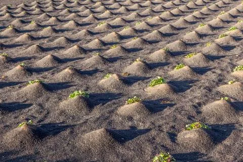 Pattern of field with vegetables growing on volcanic earth Stock Photos