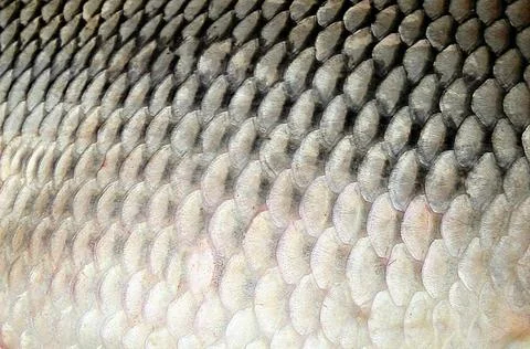 Pattern of fish scales big carp Big carp Pattern of fish texture scales ba... Stock Photos