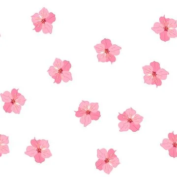 Pattern floral sakura cherry blossom cartoon vector Stock Illustration