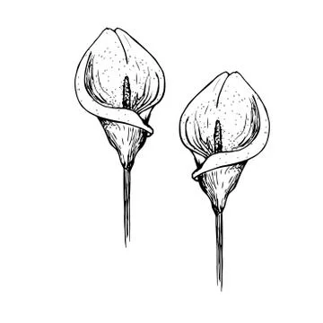 The pattern of the flower. Calla Lily clipart or illustration. sketching Stock Illustration