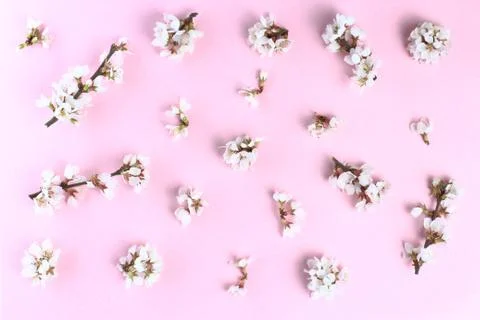 Pattern, flower composition. Cherry branches with flowers on a pink backgroun Stock Photos
