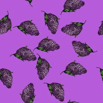 Pattern flower lilac sketch hand drawn Stock Illustration