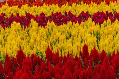 Pattern of flower Stock Photos