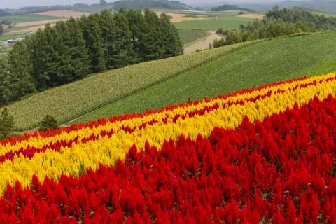 Pattern of flower Stock Photos