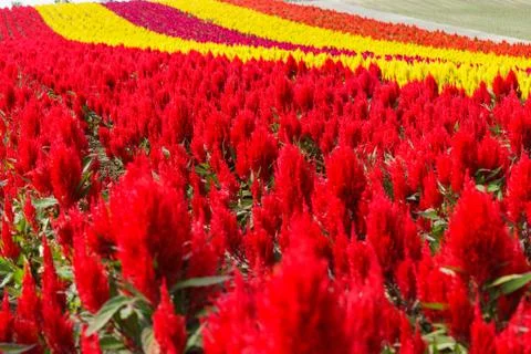 Pattern of flower Stock Photos