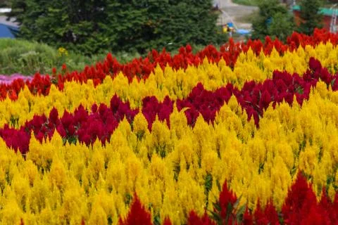 Pattern of flower Stock Photos