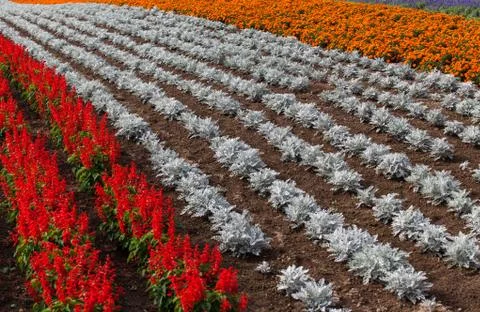 Pattern of flower Stock Photos