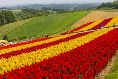 Pattern of Flower Stock Photos