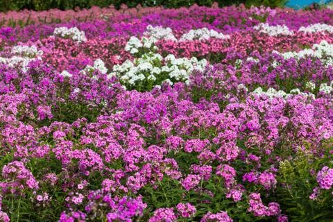 Pattern of Flower Stock Photos