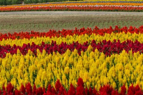 Pattern of Flower Stock Photos