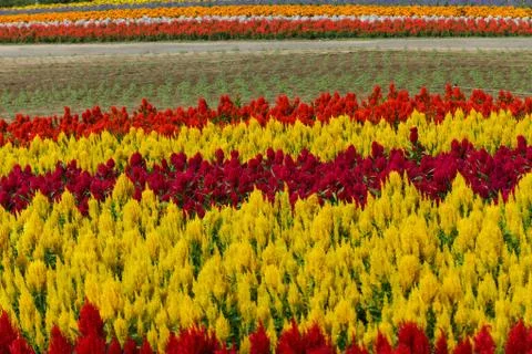 Pattern of Flower Stock Photos