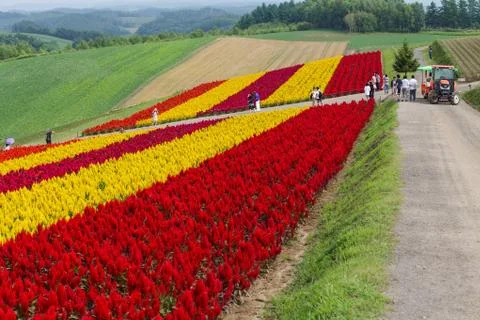 Pattern of Flower Stock Photos