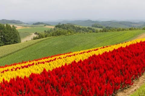 Pattern of Flower Foto stock