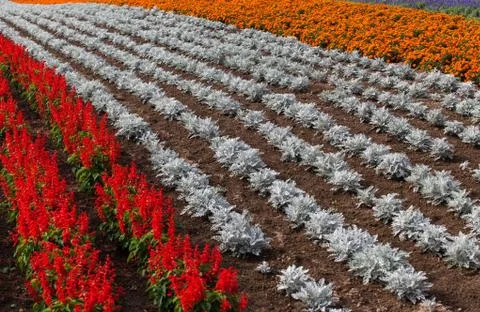 Pattern of Flower Stock Photos