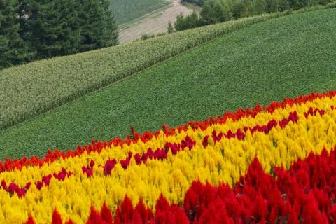 Pattern of Flower Stock Photos