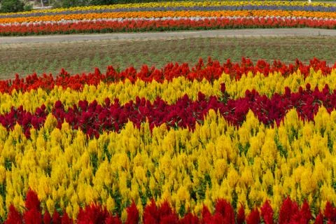 Pattern of Flower Stock Photos