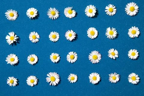 Pattern flower Stock Photos