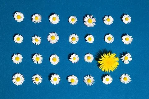 Pattern flower Stock Photos