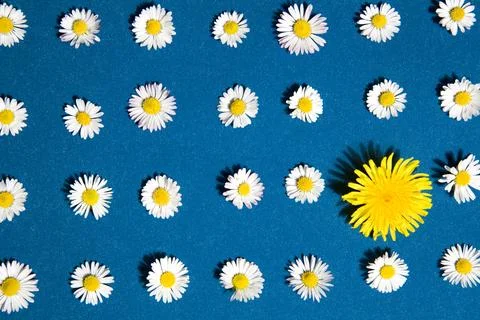 Pattern flower Stock Photos