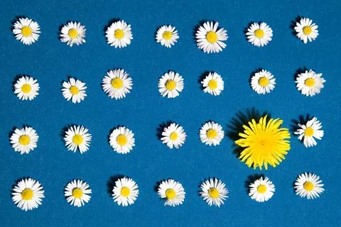 Pattern flower Stock Photos