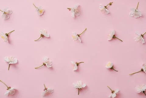 Pattern with flowering sweet cherry on a pink background. Springs and bloom a Foto stock
