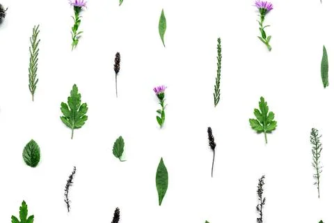 Pattern with flowers, branches, leaves and petals isolated on white backgroun Stock Photos