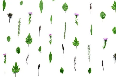 Pattern with flowers, branches, leaves and petals isolated on white backgroun Stock Photos