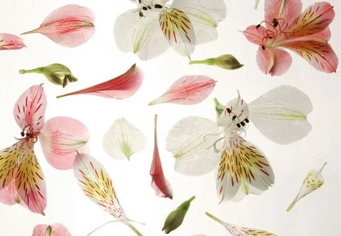 Pattern of flowers Stock Photos