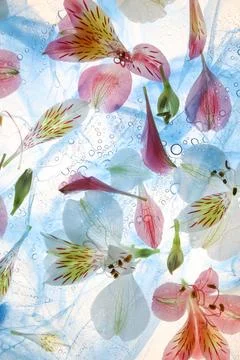 Pattern of flowers Stock Photos