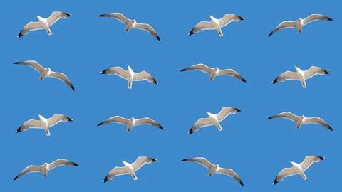 Pattern - flying seagulls on the blue sky Stock Photos