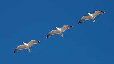 Pattern - flying seagulls on the blue sky Stock Photos
