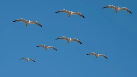 Pattern - flying seagulls on the blue sky Stock Photos