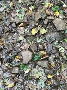 Pattern of forest. Wet surface, leaves, rocks in the forest Stock Photos