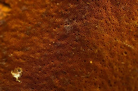 Pattern formed on the bottom of a mushroom. Indicates the delicate and intric 스톡 사진