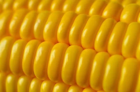 Pattern formed with corn on cob. Corn on the cob is a culinary term used for  Stock Photos