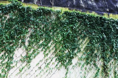 Pattern formed by leaves climbing on a wall by the sidewalk Stock Photos