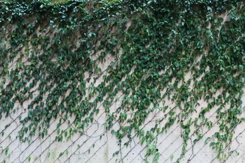 Pattern formed by leaves climbing on a wall by the sidewalk Stock-Fotos