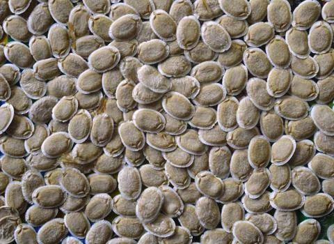 Pattern formed with multiple wild seeds. 写真素材