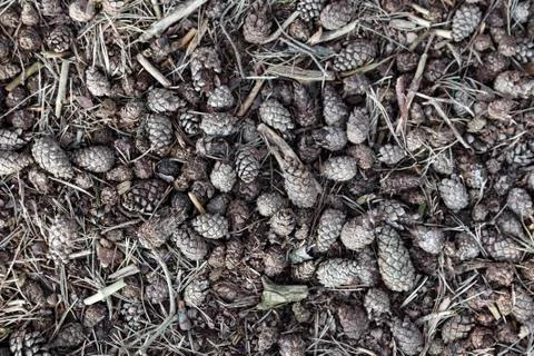 Pattern formed by pine nuts on forest floor 写真素材