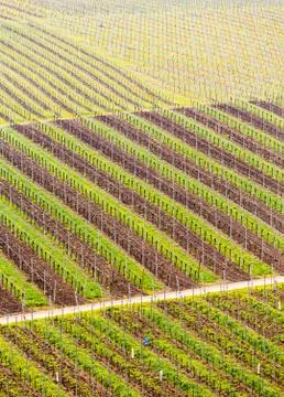 Pattern formed by rows of grape vines in vineyard castell Foto stock