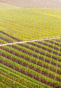 Pattern formed by rows of grape vines in vineyard castell 写真素材